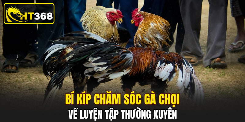 Bí kíp chăm sóc gà chọi về luyện tập thường xuyên