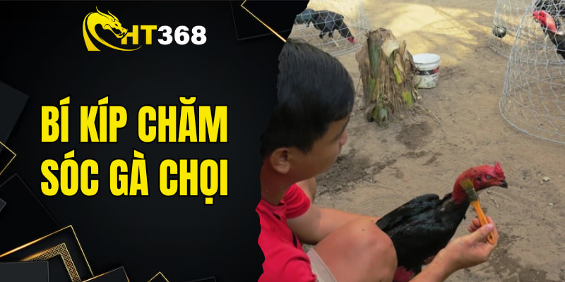 bí kíp chăm sóc gà chọi