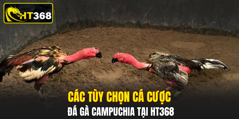 Các tùy chọn cá cược đá gà Campuchia tại HT368