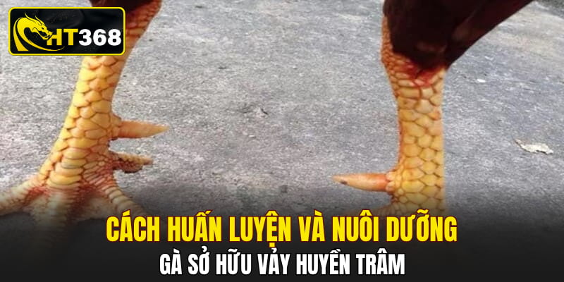 Cách huấn luyện và nuôi dưỡng gà sở hữu vảy huyền trâm
