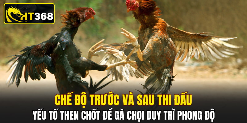 Chế độ trước và sau thi đấu - Yếu tố then chốt để gà chọi duy trì phong độ