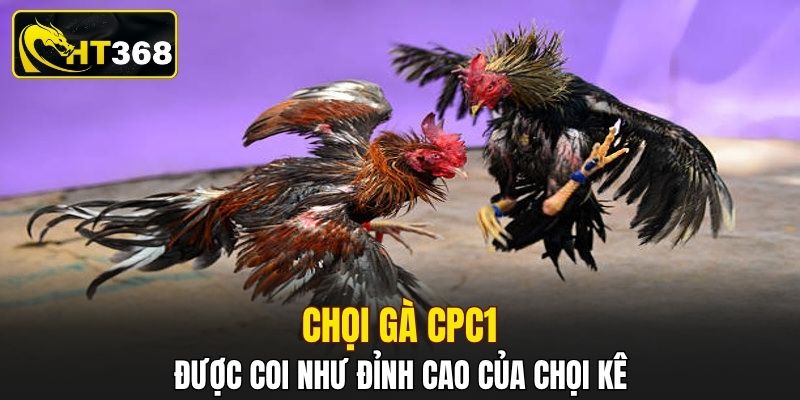 Chọi gà CPC1 được coi như đỉnh cao của chọi kê