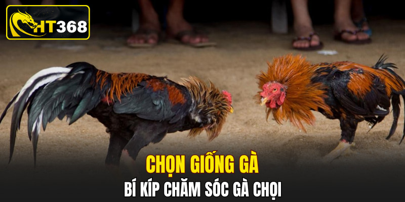 Chọn giống gà - Bí kíp chăm sóc gà chọi
