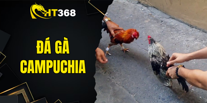 Đá gà Campuchia