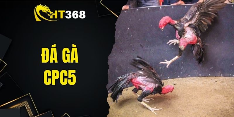 đá gà CPC5