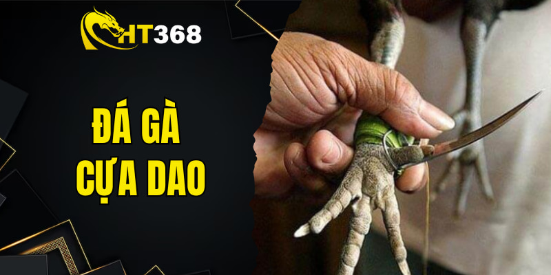 Đá gà cựa dao