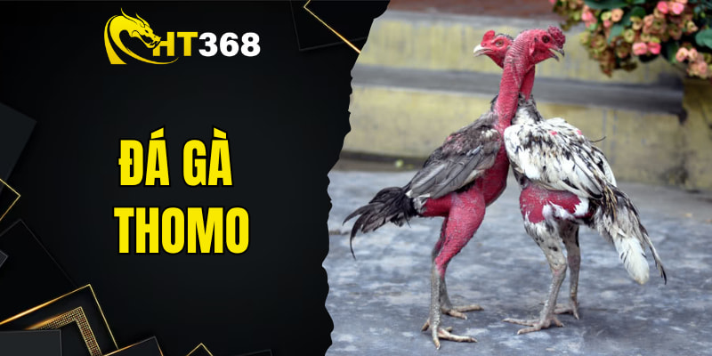 đá gà Thomo