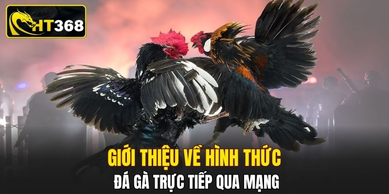 Giới thiệu về hình thức đá gà trực tiếp qua mạng