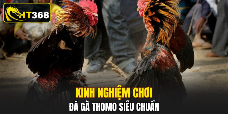 Kinh nghiệm chơi đá gà Thomo siêu chuẩn