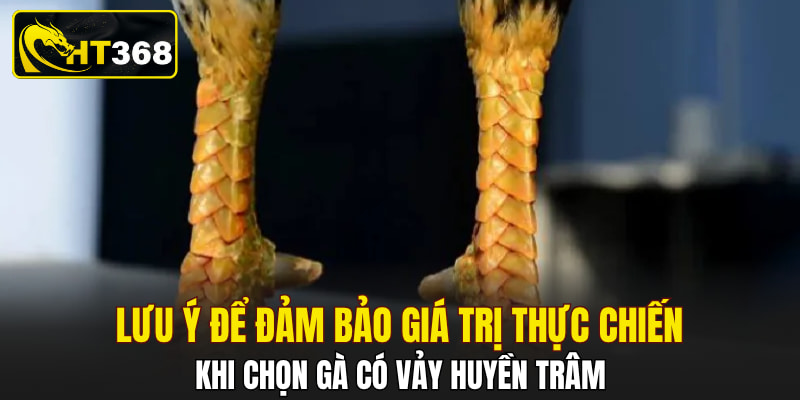 Lưu ý để đảm bảo giá trị thực chiến khi chọn gà có vảy huyền trâm