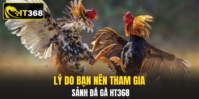 Lý do bạn nên tham gia sảnh đá gà HT368