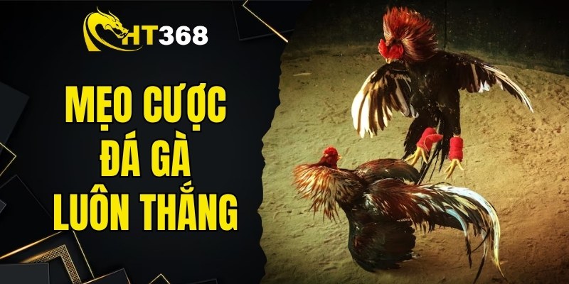 mẹo cược đá gà luôn thắng