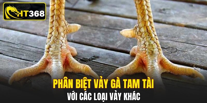 Phân biệt vảy gà tam tài với các loại vảy khác