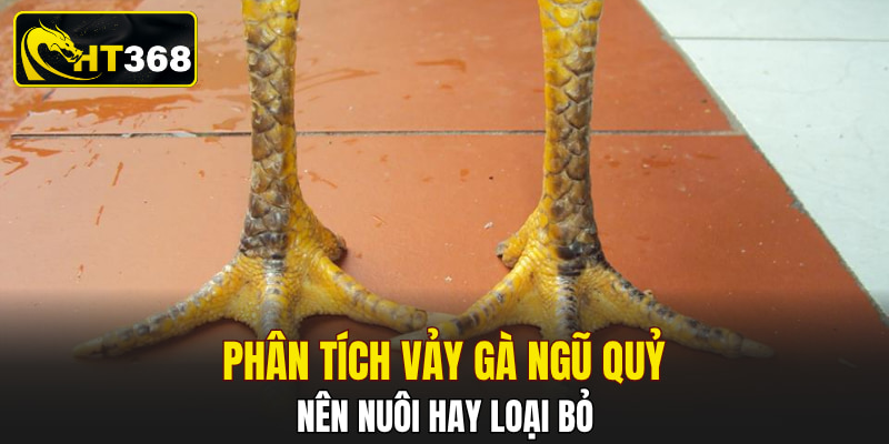 Phân tích vảy gà ngũ quỷ nên nuôi hay loại bỏ