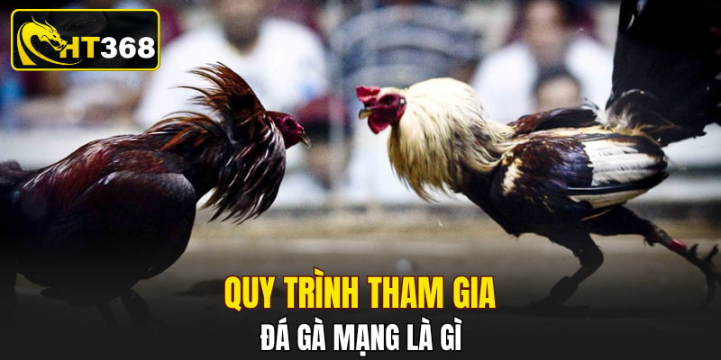 Quy trình tham gia đá gà mạng là gì