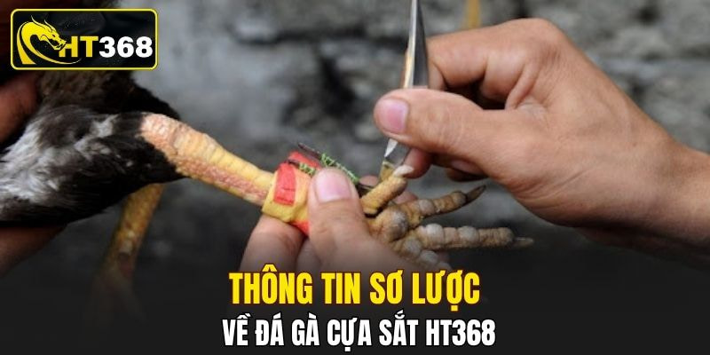 Thông tin sơ lược về đá gà cựa sắt HT368