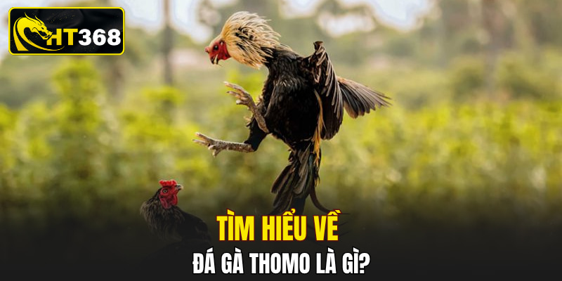 Tìm hiểu về đá gà Thomo là gì?