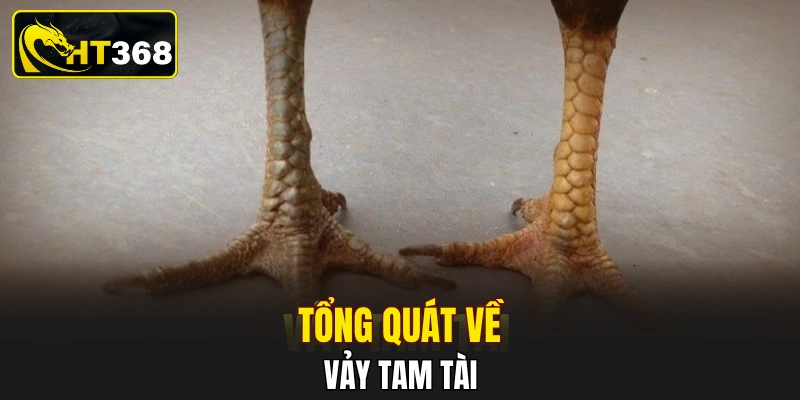 Tổng quát về vảy tam tài