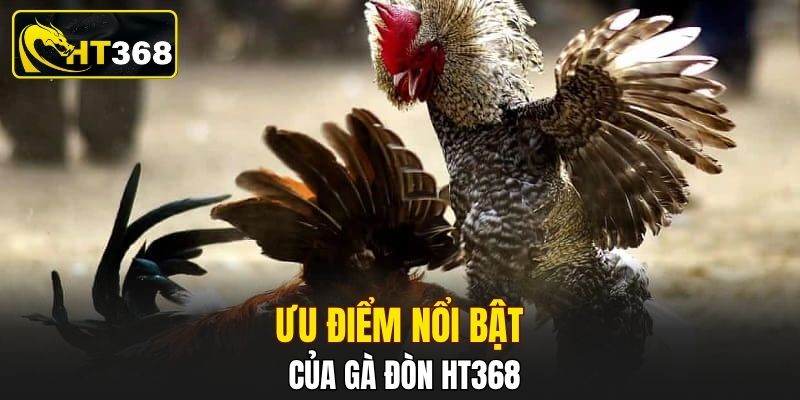 Ưu điểm nổi bật của gà đòn HT368
